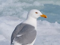 MG 0984c  Glaucous Gull (Larus hyperboreus) - adult